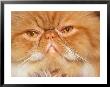 Close-Up Of Red Tabby Cat by Frank Siteman Limited Edition Print