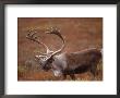 Caribou, Denali National Park, Ak by John Luke Limited Edition Pricing Art Print