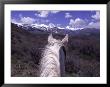 Back Of Horse's Head With Mountains In Background, Co by Terri Froelich Limited Edition Print