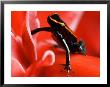 Golfo Dulce Poison Dart Frog, Frog Sitting On Pink Flower, Costa Rica by Roy Toft Limited Edition Print