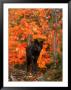 Black Timber Wolf In Autumn Forest by Don Grall Limited Edition Pricing Art Print
