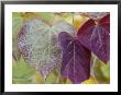 Cercis Canadensis Forest Pansy by Lynn Keddie Limited Edition Print