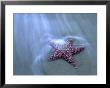 Harris Beach, Starfish, Oregon by Russell Burden Limited Edition Pricing Art Print