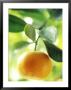 Calamondin Orange, October, Ronda, Spain by David Murray Limited Edition Print