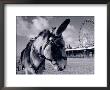 Donkey At Shorefront, Blackpool, England by Walter Bibikow Limited Edition Print