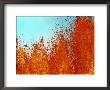 Volcanic Eruption, Hi by Bob Burch Limited Edition Pricing Art Print