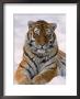 Siberian Tiger In Snow, Panthera Tigris Altaica by Lynn M. Stone Limited Edition Print