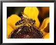 Honey Bee, Worker Bee On Flower, Uk by O'toole Peter Limited Edition Pricing Art Print