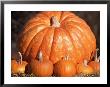 Pumpkins by Shmuel Thaler Limited Edition Pricing Art Print