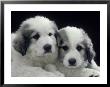Two Puppies by Gregory Baker Limited Edition Print