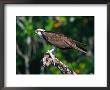 Osprey (Pandion Haliaetus) With Fish by David Davis Limited Edition Pricing Art Print