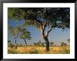 Acacia Trees, Kruger National Park, South Africa by Walter Bibikow Limited Edition Print