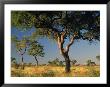 Acacia Trees, Kruger National Park, South Africa by Walter Bibikow Limited Edition Pricing Art Print