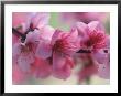 Blossoms On Arctic Rose Nectarine Tree by Inga Spence Limited Edition Print