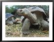 Galapagos Giant Tortoises, Ecuador by Jeff Greenberg Limited Edition Print