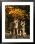 Two Alert Timber Wolves Standing On A Rock by Don Grall Limited Edition Pricing Art Print