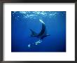 Diver Swims With Giant Manta Ray, Mexico by Jeff Rotman Limited Edition Print