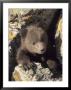 Grizzly Bear Cub Between Rocks, Montana, Usa by Daniel Cox Limited Edition Pricing Art Print