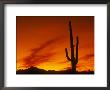 Silhouette Of A Cactus by Wallace Garrison Limited Edition Print