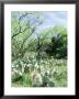 Prickly Pear Cactus, Texas by David Davis Limited Edition Pricing Art Print