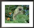 Vervet Monkey, Zimbabwe by Olaf Broders Limited Edition Print