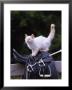 White Cat On English Saddle On Fence by Lawrence Sawyer Limited Edition Print