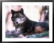 Eastern Timber Wolf (Canis Lupus) by Bob Winsett Limited Edition Print