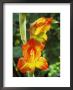 Gladiolus Psittacinus by Philippe Bonduel Limited Edition Print