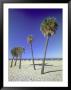 Clearwater Beach, Florida, Palm Trees by John Coletti Limited Edition Print