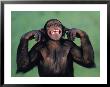 Chimpanzee With Its Fingers In Its Ears by Richard Stacks Limited Edition Print