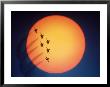 Jet Air Show In Front Of Setting Sun by Paul Katz Limited Edition Pricing Art Print