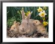 Palomino Rabbits by Lynn M. Stone Limited Edition Pricing Art Print