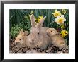 Palomino Rabbits by Lynn M. Stone Limited Edition Print