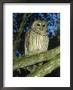 Florida Barred Owl, Strix Varia Georgica by David Davis Limited Edition Print