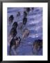 Sled Dog Racing, Anchorage, Ak by Mark Newman Limited Edition Print