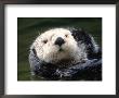 Sea Otter, Enhydra Lutris by Priscilla Connell Limited Edition Pricing Art Print