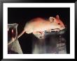 Lab Mouse On Beaker by Jacob Halaska Limited Edition Pricing Art Print