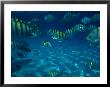 School Of Striped Fish by Rick Bostick Limited Edition Pricing Art Print