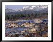 Wolves In Stream With Rocks, Mt by John Luke Limited Edition Print