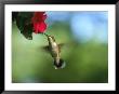 Female Ruby Throat Hummingbird, Archilochus Colubri by Ken Wardius Limited Edition Print