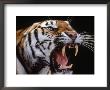 Siberian Tiger by Bill Melton Limited Edition Pricing Art Print