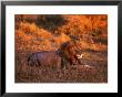 African Lion, Panthera Leo, Tanzania by Robert Franz Limited Edition Print