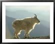 Mountain Goat, Colorado by Alan And Sandy Carey Limited Edition Print