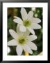Clematis Paniculata by Mark Bolton Limited Edition Print