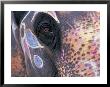 Goa, India, Close-Up Of Elephants Eye by Peter Adams Limited Edition Print