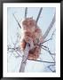 Cat Up In A Tree by Amy And Chuck Wiley/Wales Limited Edition Print