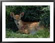Fawn Lying On Grass Under Bushes by Tony Ruta Limited Edition Print