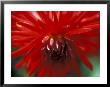 Dahlia (Bergers Record), September, Close-Up Of Red Flower by Ruth Brown Limited Edition Print