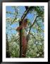 Girl In Tree In Apple Orchard, Glastonbury, Ct by Kindra Clineff Limited Edition Print