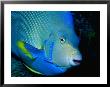 Large Blue Angelfish by Larry Lipsky Limited Edition Print